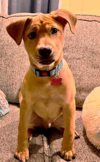 Chevy aka Puddles Wood - Photo 17