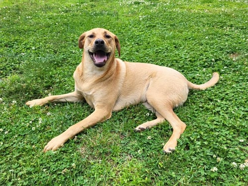 CHEVY AKA PUDDLES WOOD - Catahoula Leopard Dog / Chinese Shar-Pei available for adoption