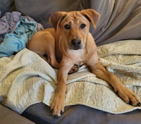 Chevy aka Puddles Wood - Photo 11
