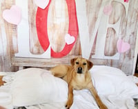Chevy aka Puddles Wood - Photo 9