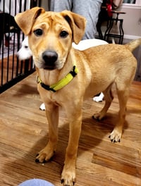 Chevy aka Puddles Wood - Photo 13