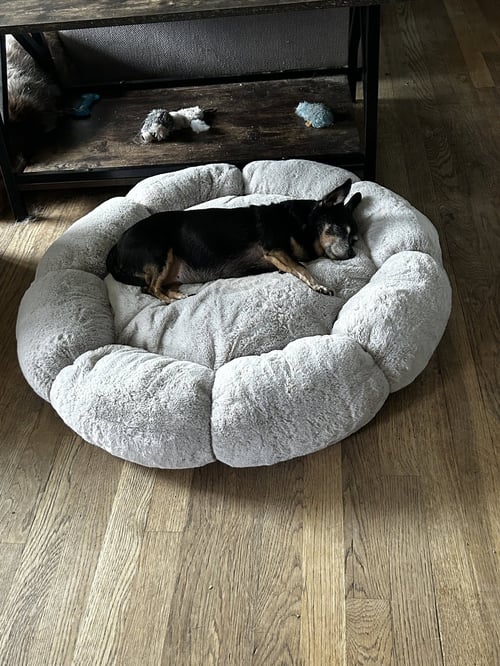 BLANCHE & DOROTHY PAC BONDED - Chihuahua available for adoption