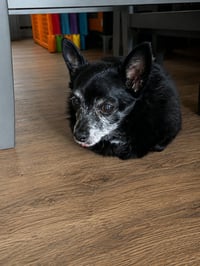 Blanche & Dorothy PAC Bonded - Photo 2