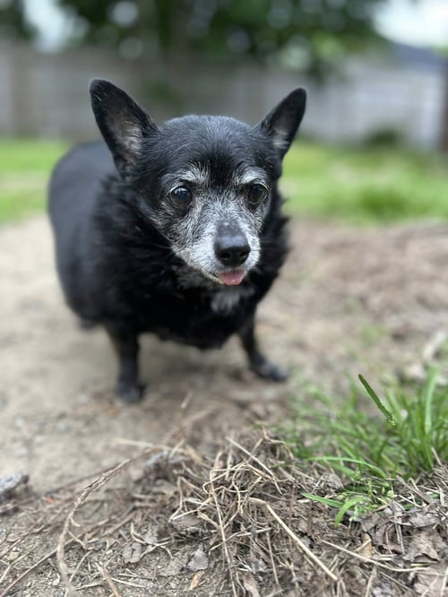BLANCHE OS PAC - Chihuahua available for adoption