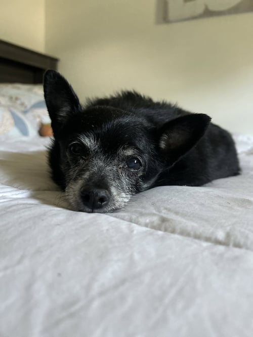 BLANCHE OS PAC - Chihuahua available for adoption