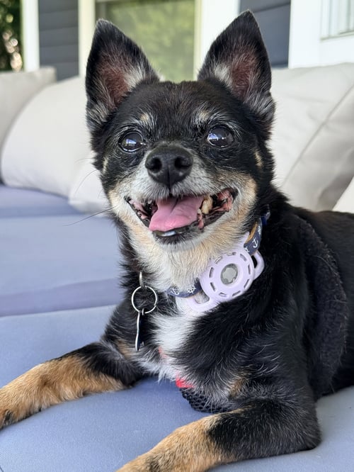 BARKY MARK - Chihuahua available for adoption