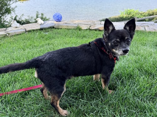 BARKY MARK - Chihuahua available for adoption