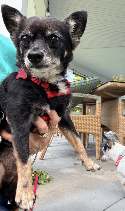 BARKY MARK - Chihuahua available for adoption
