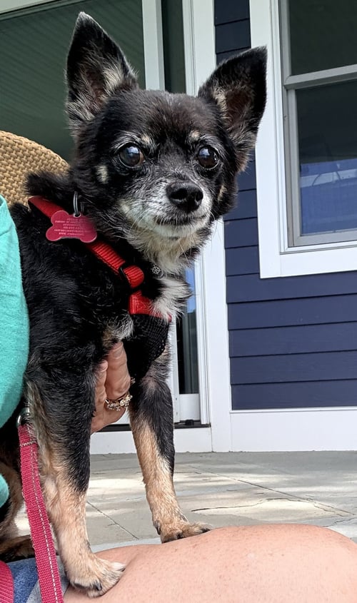 BARKY MARK - Chihuahua available for adoption