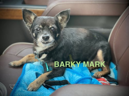 BARKY MARK - Chihuahua available for adoption