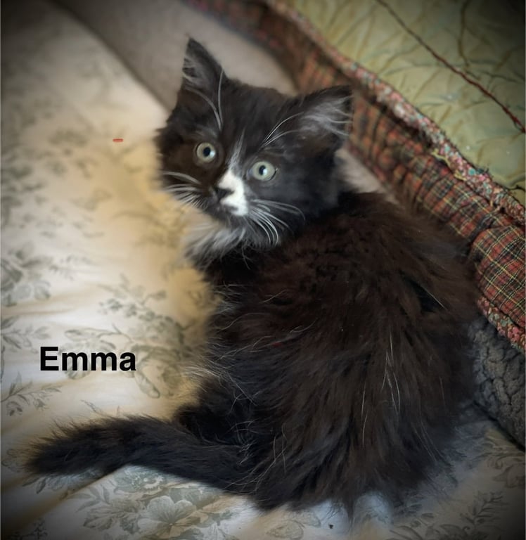 Emma C Gatlin Image