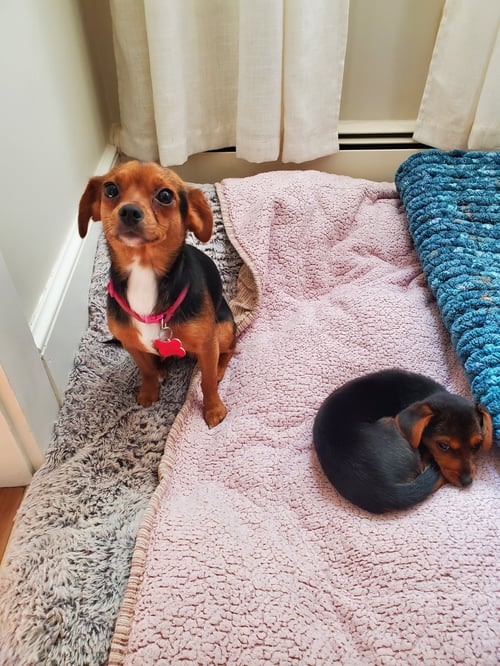 BEE BEE LAMB OS - Yorkshire Terrier Yorkie / Chihuahua available for adoption