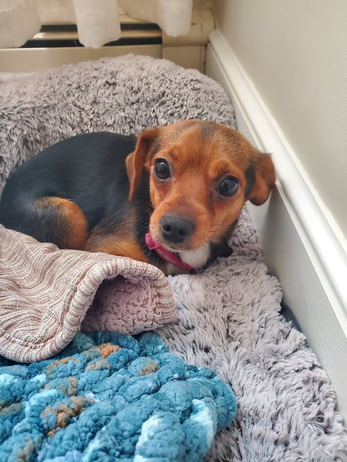 BEE BEE LAMB OS - Yorkshire Terrier Yorkie / Chihuahua available for adoption