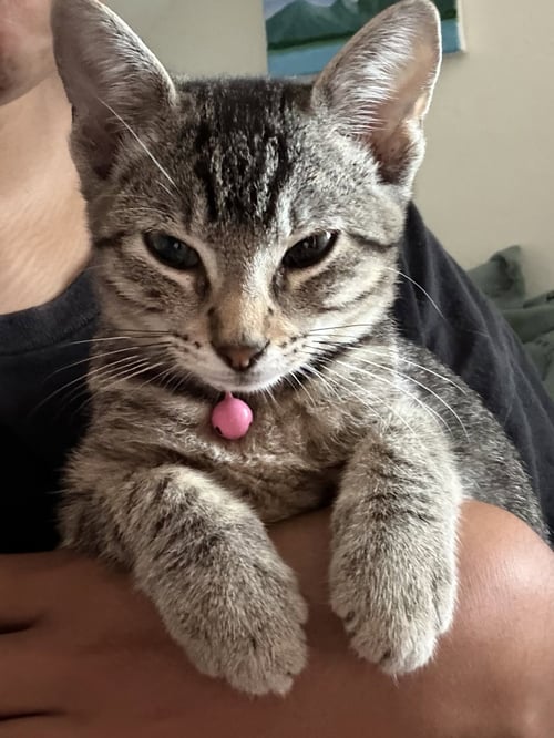 SANSA C JONES - Tabby available for adoption