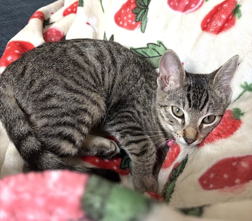 SANSA C JONES - Tabby available for adoption