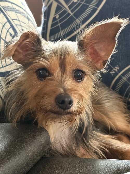 COOKIE HADLEY - Yorkshire Terrier Yorkie available for adoption
