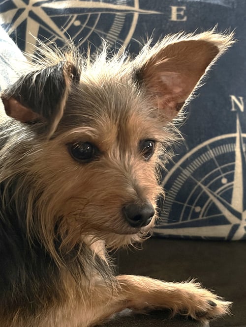 COOKIE HADLEY - Yorkshire Terrier Yorkie available for adoption