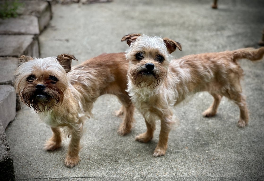 Baby & Bae Bae Gatlin Bonded pair Image