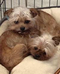 Baby & Bae Bae Gatlin Bonded Pair - Photo 3