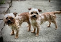 Baby & Bae Bae Gatlin Bonded Pair - Photo 6