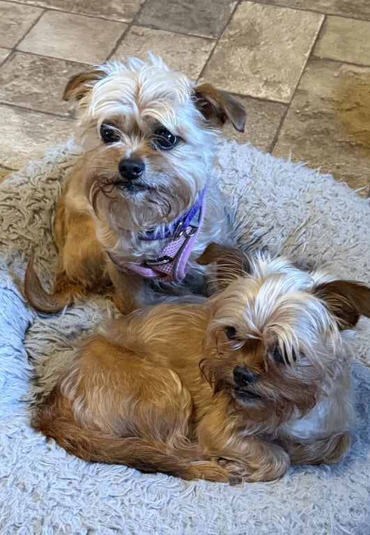 Baby & Bae Bae Gatlin Bonded Pair Image