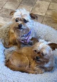 Baby & Bae Bae Gatlin Bonded Pair - Photo 1