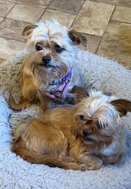 BABY & BAE BAE GATLIN BONDED PAIR - Terrier available for adoption