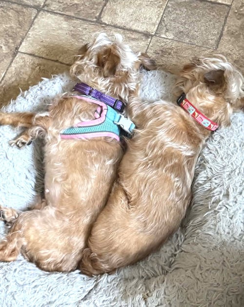 BABY & BAE BAE GATLIN BONDED PAIR - Terrier available for adoption