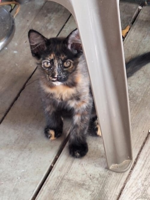 CALLIE C REAMS - Tortoiseshell for adoption in Cranston