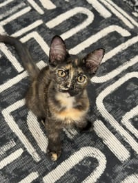 Callie C Reams - Photo 4