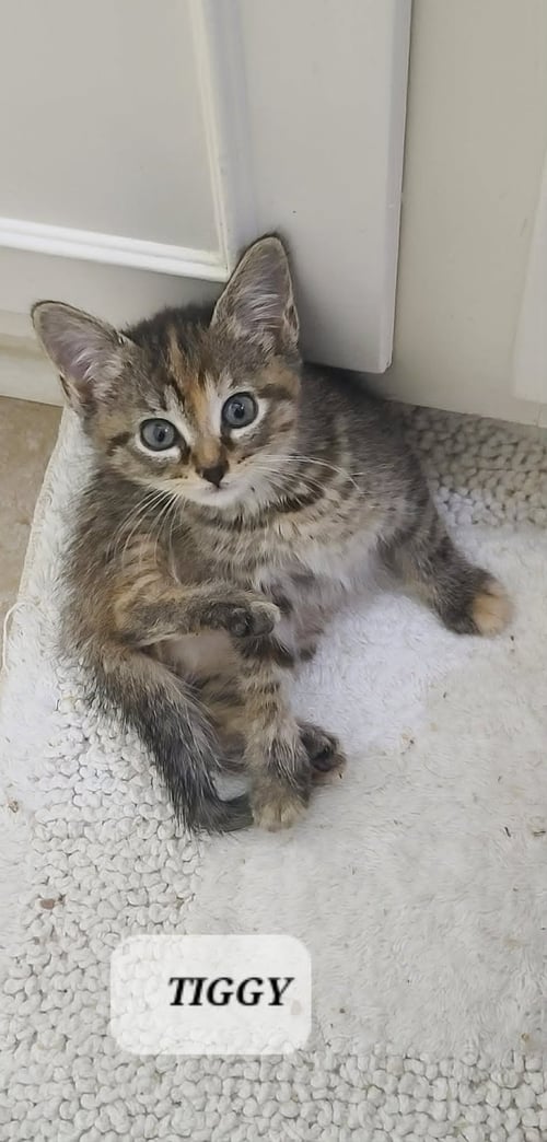TIGGY C SEAGO - Tabby available for adoption