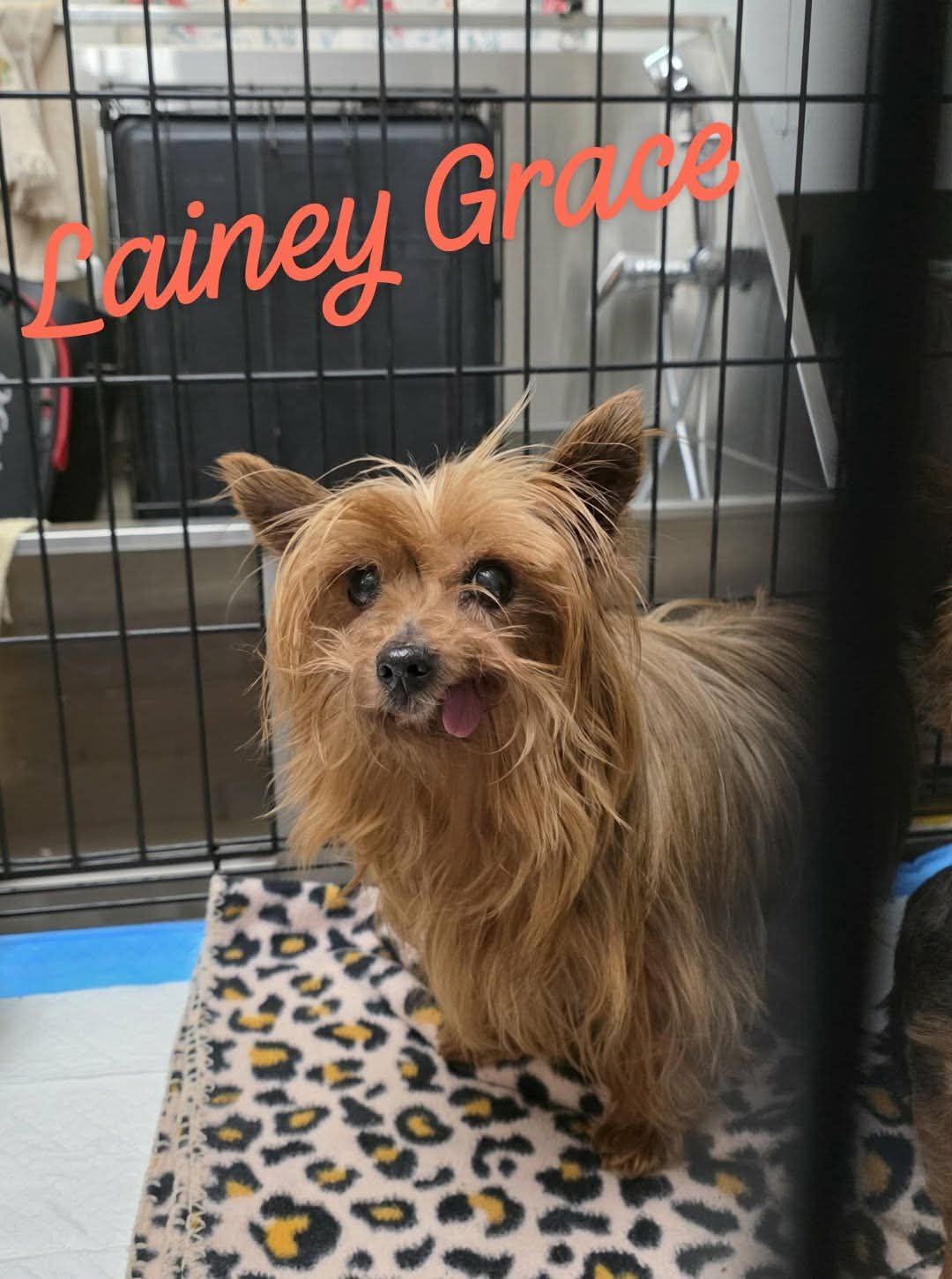 LAINEY AND PAIGE WOOD BONDED SENIORS - Yorkshire Terrier Yorkie available for adoption