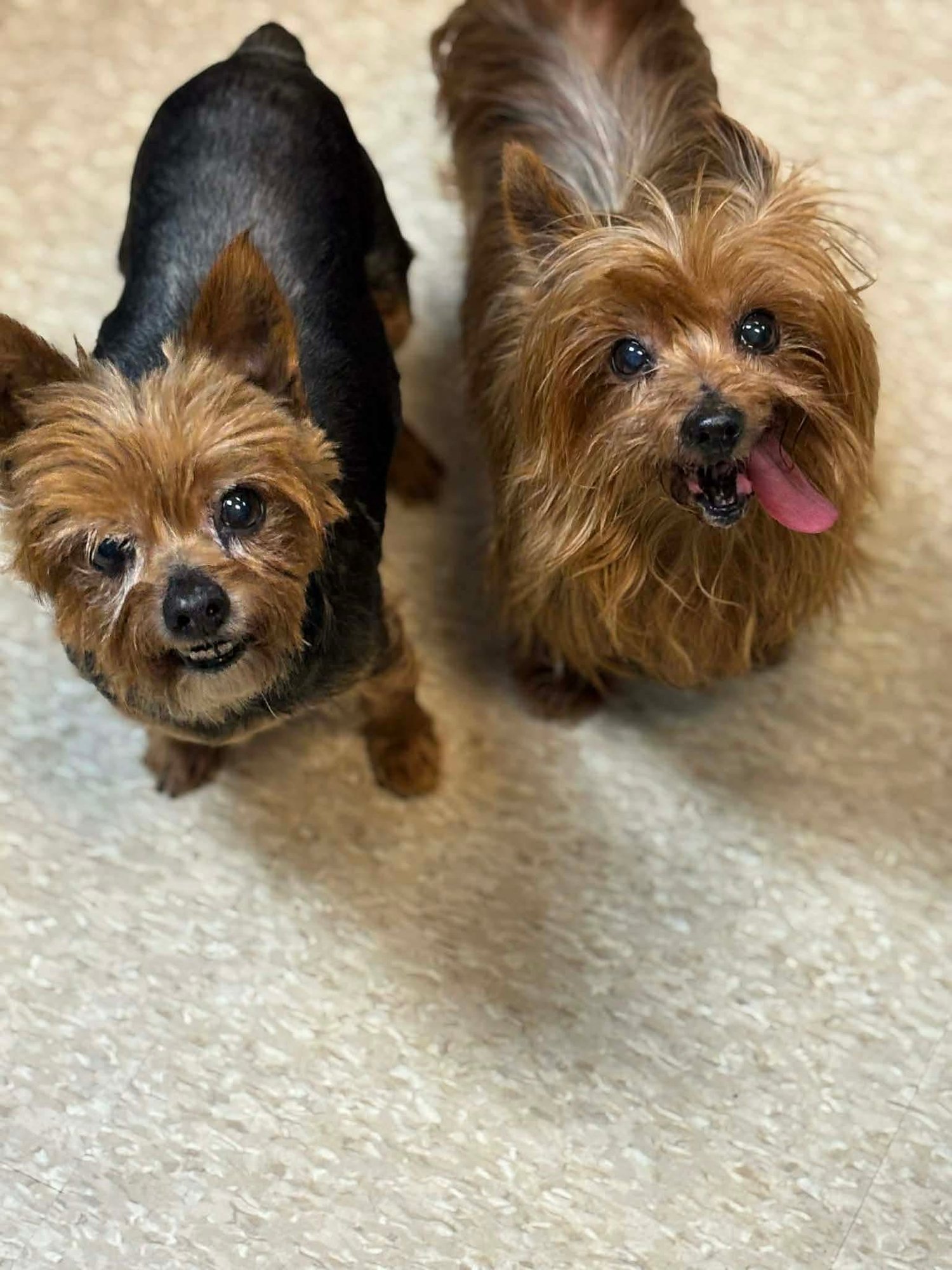 Lainey and Paige wood bonded seniors - Photo 3