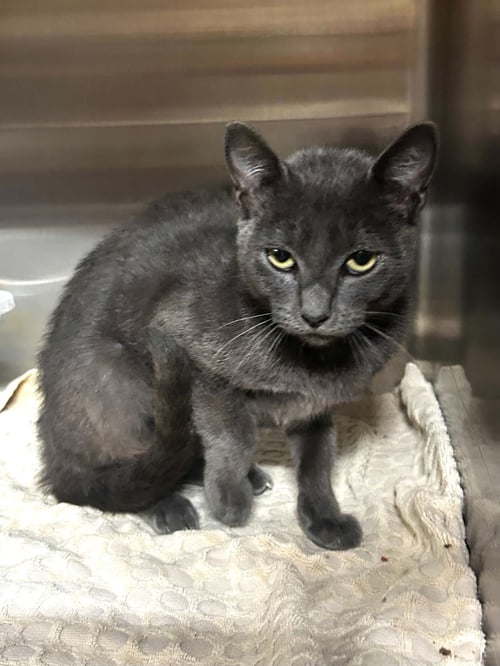 LANNIE C THERRIEN - Domestic Short Hair available for adoption