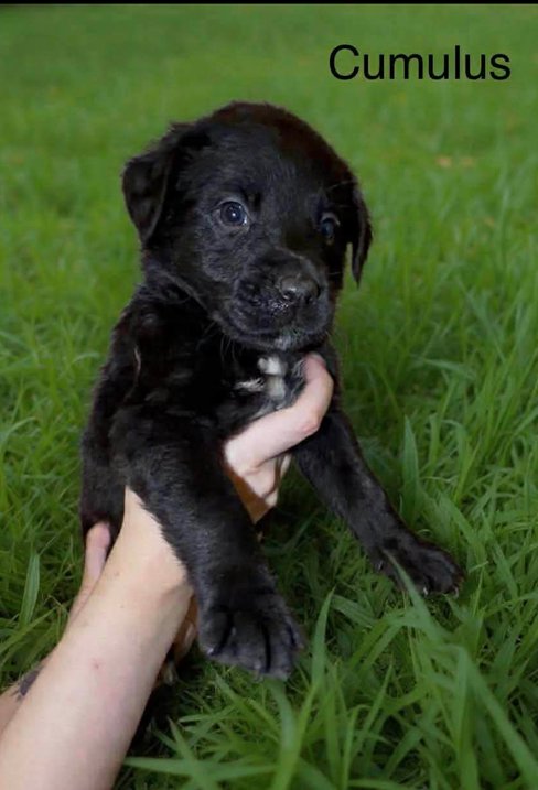 CUMULUS WOOD - Labrador Retriever available for adoption