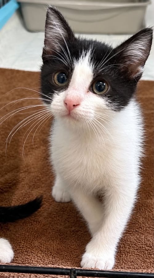 FREYA C GRACE - Tuxedo available for adoption