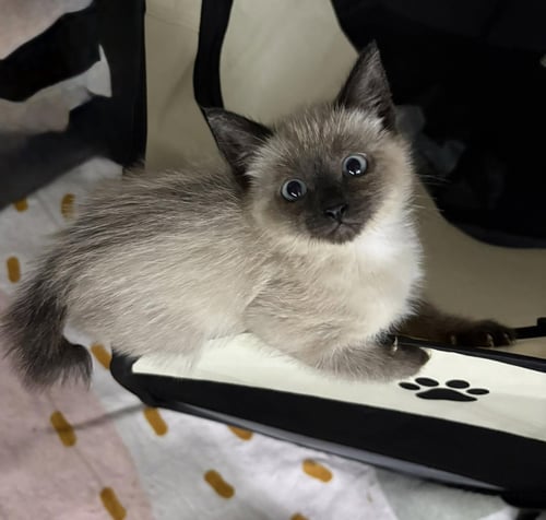 ALBUS C GRACE - Domestic Short Hair available for adoption
