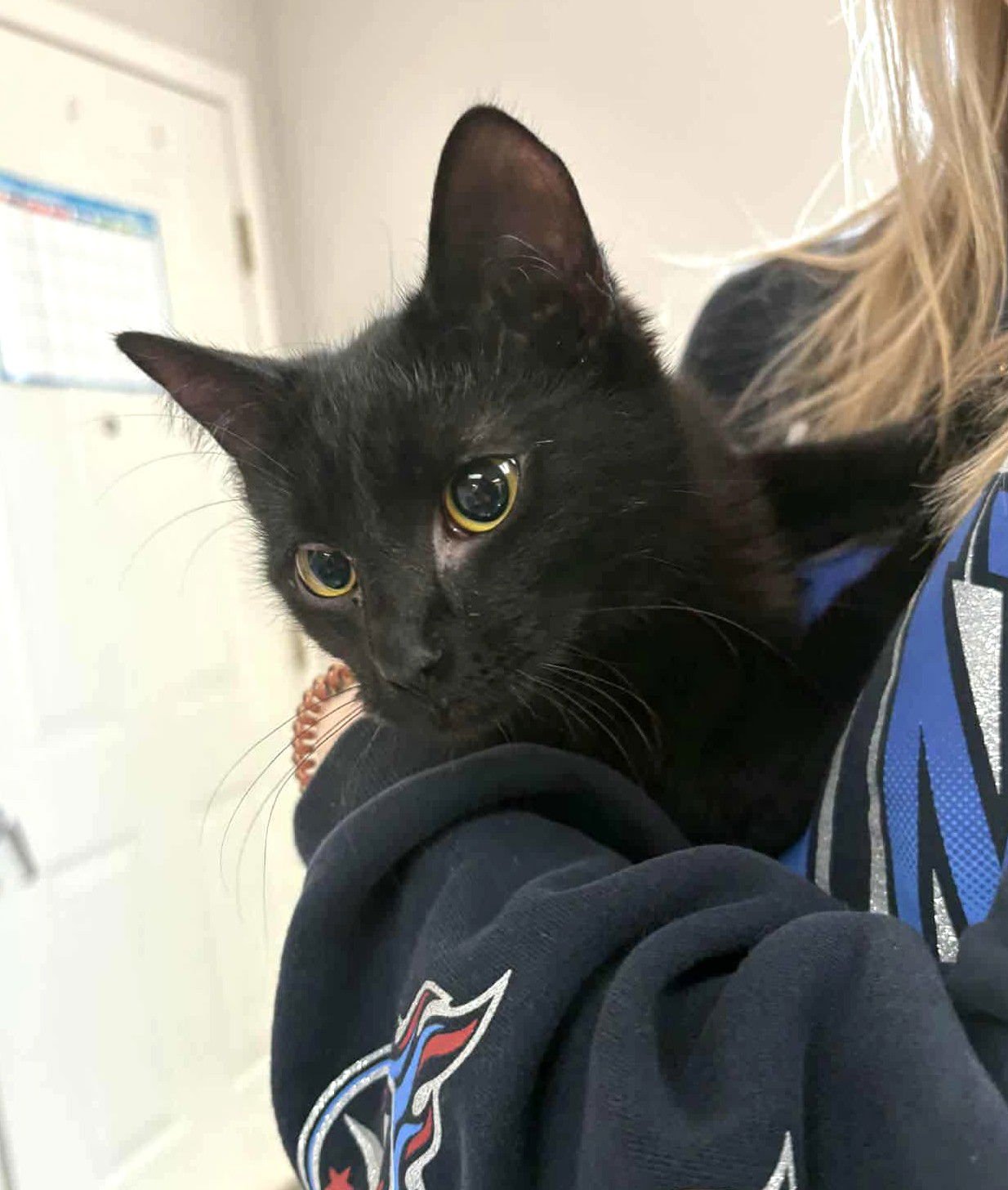 SAMMY C CUNNINGHAM - Domestic Short Hair available for adoption