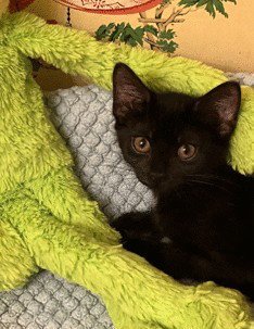 SABRINA C INGRAM - Domestic Short Hair available for adoption