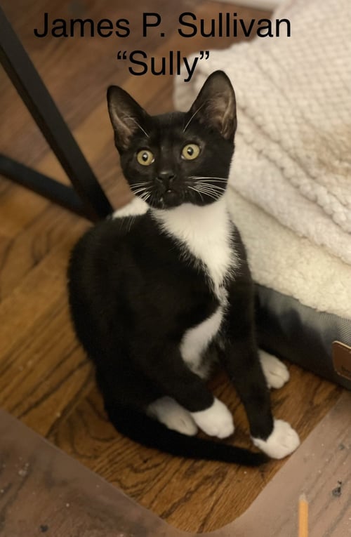 JAMES C SULLIVAN WEAVER - Tuxedo available for adoption