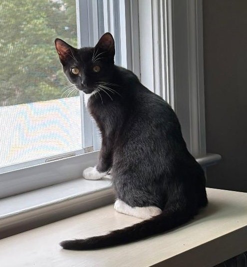 JAMES C SULLIVAN WEAVER - Tuxedo available for adoption
