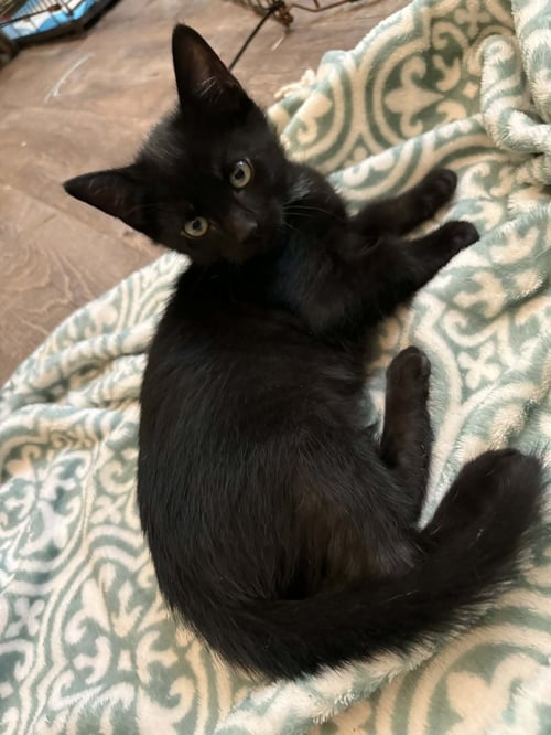 RON C GRACE - Domestic Short Hair for adoption in Cranston