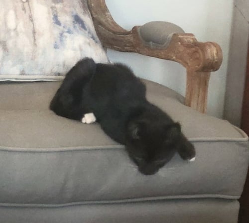 MAX C INGRAM - Domestic Short Hair available for adoption