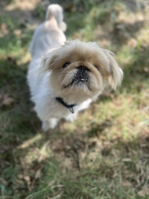 BUBBA MOORE - Pekingese available for adoption
