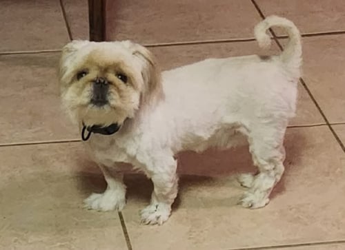 BUBBA MOORE - Pekingese available for adoption