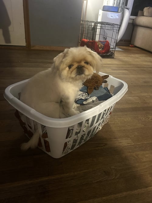 BUBBA MOORE - Pekingese available for adoption