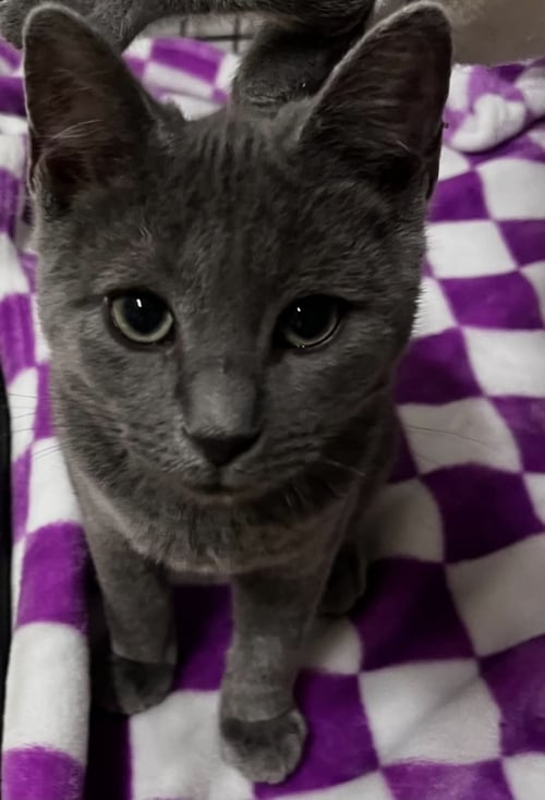 VULPIX C BELL - Domestic Short Hair available for adoption