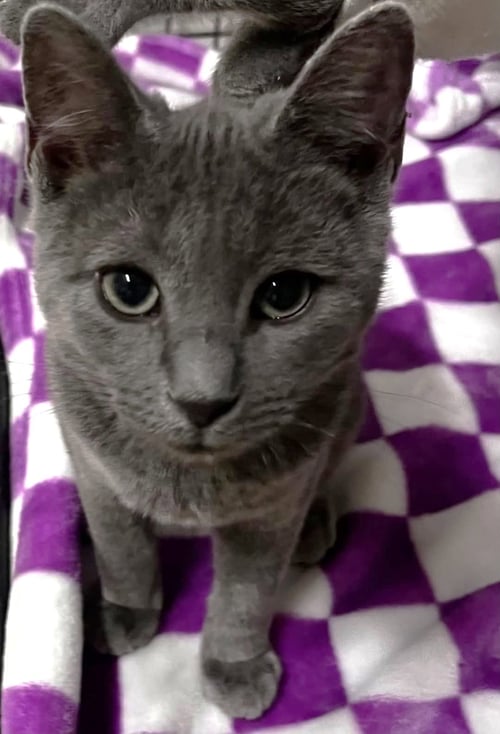 VULPIX C BELL - Domestic Short Hair available for adoption