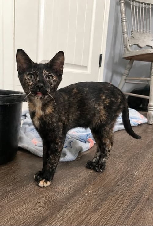 INDIE C GRACE - Tortoiseshell available for adoption