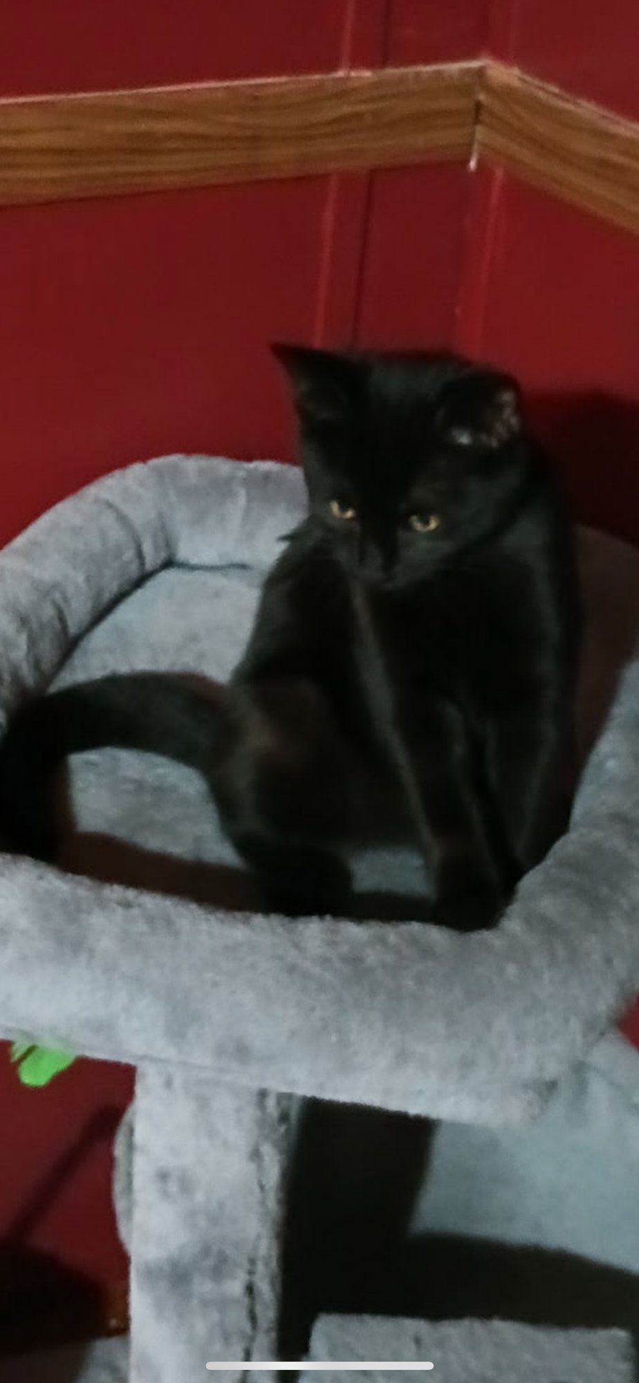 PRISCILLA C INGRAM - Domestic Short Hair available for adoption